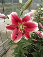 [1760 Flashpoint Mak No01.JPG]